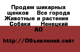 Продам шикарных щенков  - Все города Животные и растения » Собаки   . Ненецкий АО